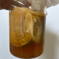 ①コンブチャ　紅茶キノコの画像