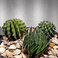 【お取引中】サボテン・アロエ寄せ植え（その他アガベ等も出品してお...