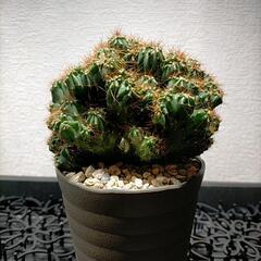 サボテン セレウス 金獅子(その他アガベ等あります)の画像