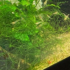 ミナミヌマエビ25匹から30匹