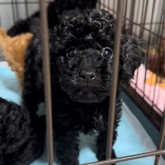 トイプードル（タイニー）ブラック男の子