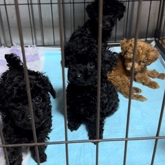 トイプードル（タイニー）ブラック男の子 - 地元のお店