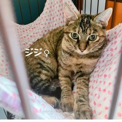 まだシャイなキジトラ仔猫