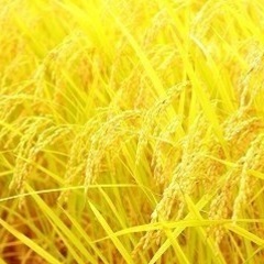 （完売）②令和6年コシヒカリ新米！広島県三次産！