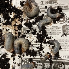 カブトムシ幼虫