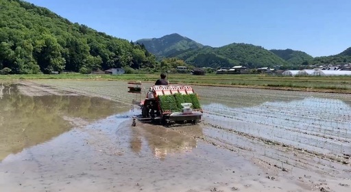 令和6年　新米、コシヒカリ、30ｋｇ、兵庫県産　玄米①