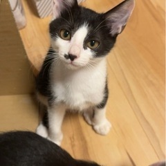 生後2ヶ月猫