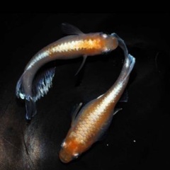 【今だけ増量】レッドクリフ紅白稚魚31匹➕α1000円の画像