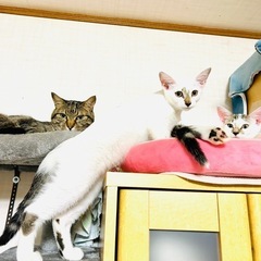 可愛い白猫ちゃんの家族になってください − 群馬県