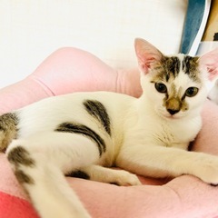 可愛い白猫ちゃんの家族になってください - 猫