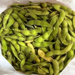 生枝豆②　約1.5キロ　今週中にお取り引き希望です。