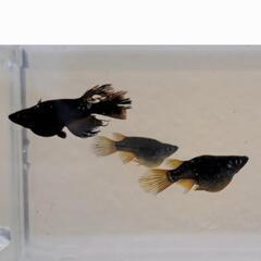榊めだか直売所(金魚も)    販売しております。お気軽にお問い合わせ下さいませ。の画像