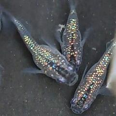 榊めだか直売所(金魚も)    販売しております。お気軽にお問い...