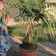 値下げしました。ヤシ　やし　ココスヤシ  手入れしました♪　⑧の画像