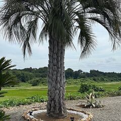 値下げしました。ヤシ　やし　ココスヤシ  手入れしました♪　⑧の画像