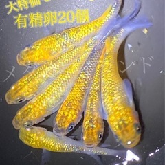 【直接取引】月弓 卵 20個＋α保証分 めだか メダカ キラキラ...