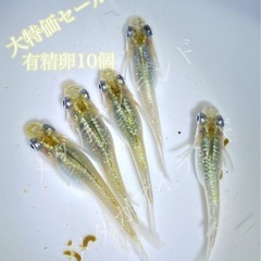 【直接取引】レッドクリフダーク 卵10＋α保証分 暗赤体色 ラメ...