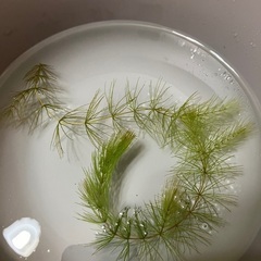 マツモ　メダカのお供に人気の水草です
