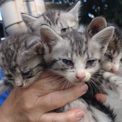 子猫が産まれました