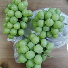 自家栽培　シャインマスカット　1000円〜　在庫なくなり次第終了の画像