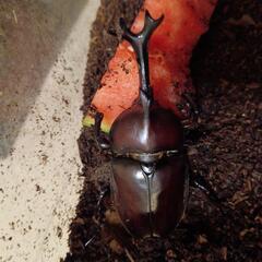 カブトムシ　オス　大きめ