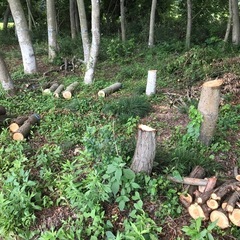 樹木の伐採作業