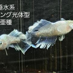 垂水系キッシングワイドフィン光体型亜種タイプ1匹より