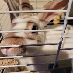 ウサギです。毛並み良し