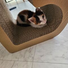 子猫