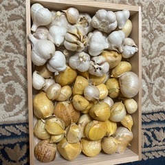 にんにく2種　ホワイト六片　無臭ジャンボにんにくの画像