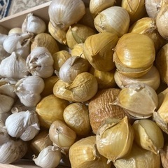 にんにく2種　ホワイト六片　無臭ジャンボにんにくの画像