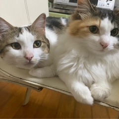 里親みつかりました。室内飼いの三毛猫2匹
