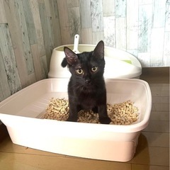ひじきくん🐈‍⬛