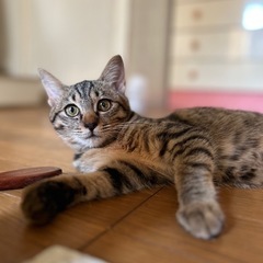 【おうちが決まりました🍀⠀】甘えん坊のキジの女の子