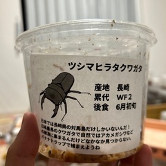 ツシマヒラタクワガタ　♂単品の画像