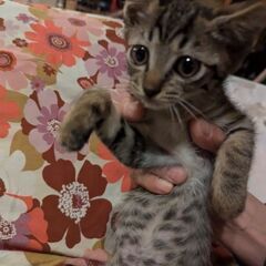 保護猫、2ヶ月オス、メス