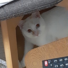 断脚を乗り越えたホワくん。人馴れ抜群。 - 里親募集