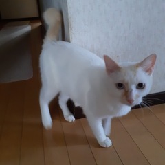 断脚を乗り越えたホワくん。人馴れ抜群。 − 東京都