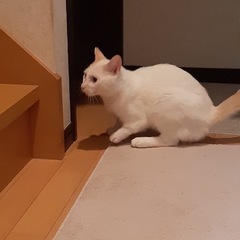 断脚を乗り越えたホワくん。人馴れ抜群。 - 国分寺市