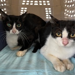 ハチワレ女の子🐱沖縄から保護。 - 猫