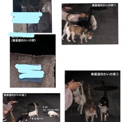 ハチワレ女の子🐱沖縄から保護。 - 里親募集