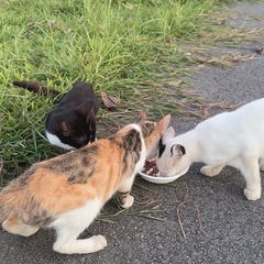 ハチワレ女の子🐱沖縄から保護。 − 東京都
