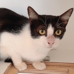 ハチワレ女の子🐱沖縄から保護。 - 国分寺市