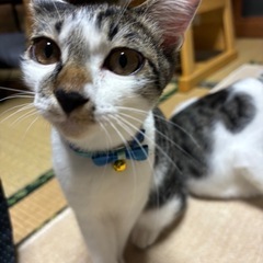 里親募集中です(*ΦωΦ)