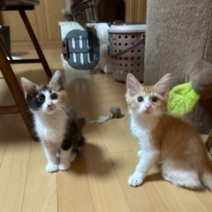 ふわふわ兄妹★☆