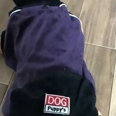 ベロア わんちゃん🐶お洋服