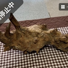 流木