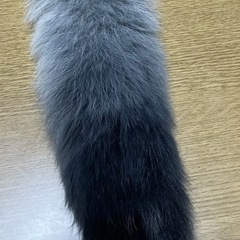 しっぽ
