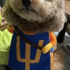 わんちゃんドラクエ コスプレ