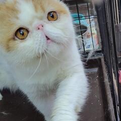 エキゾチックショートヘア